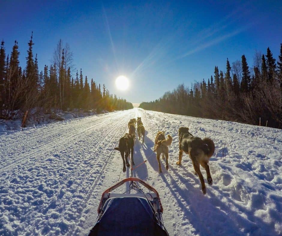 sled dogs in Alaska