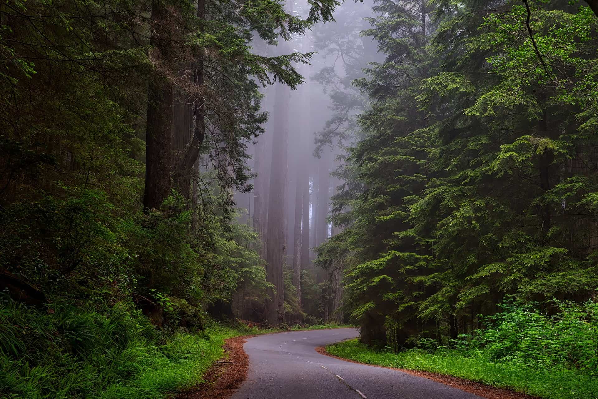 tall trees in a California park 