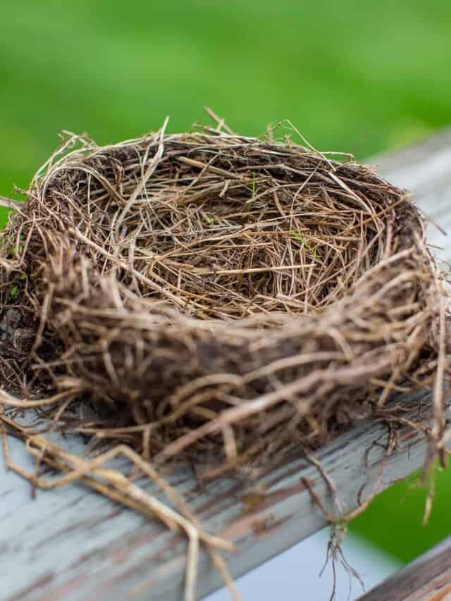 How to Deal With Empty Nest Syndrome
