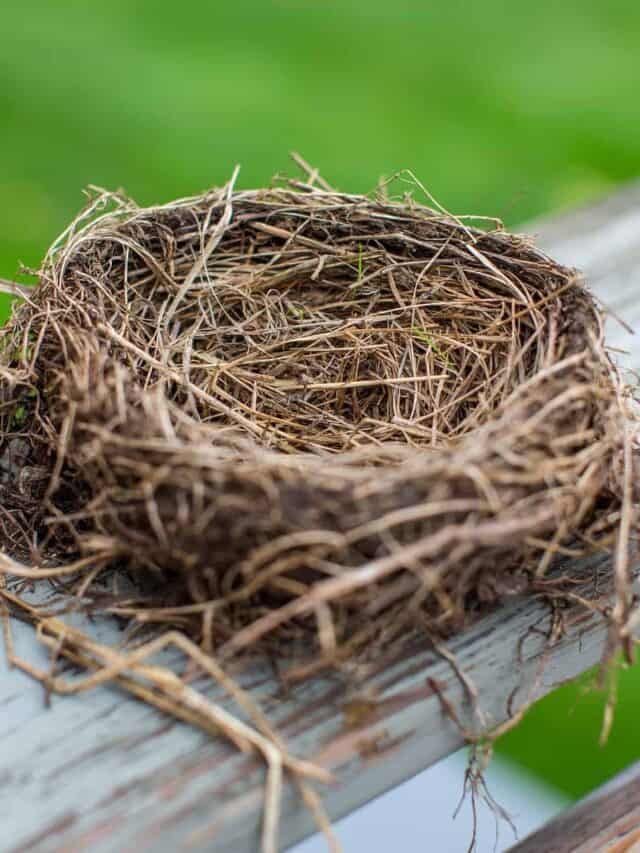 cropped-nest-4477048_1920.jpg