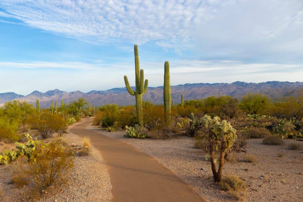 Arizona college Mesa