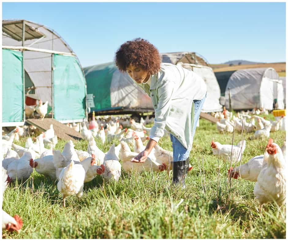 Agriculture, Farming and Woman Feeding Chickens in Sustainability, Eco Friendly and Free Range Industry.