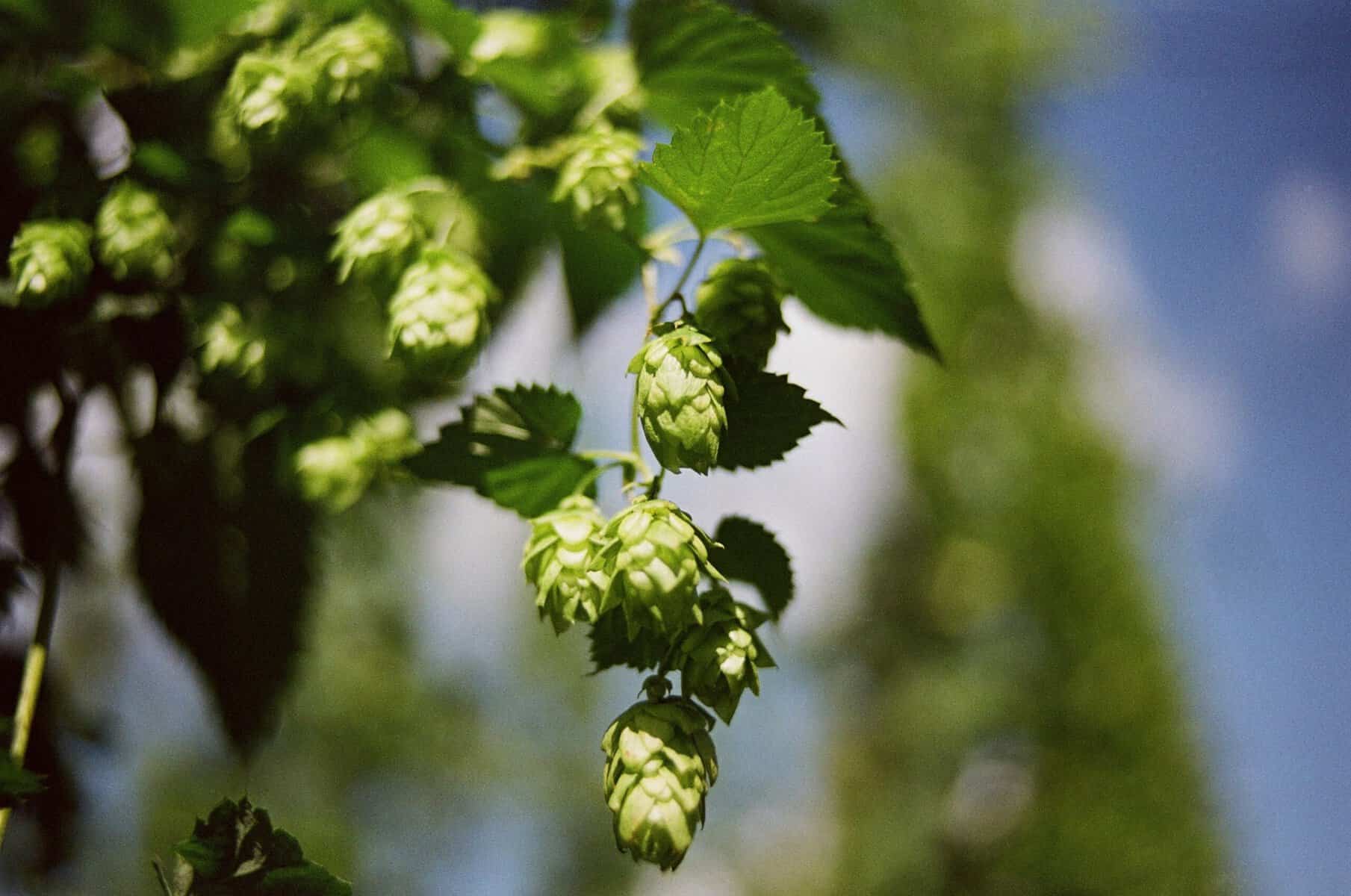 image of hops