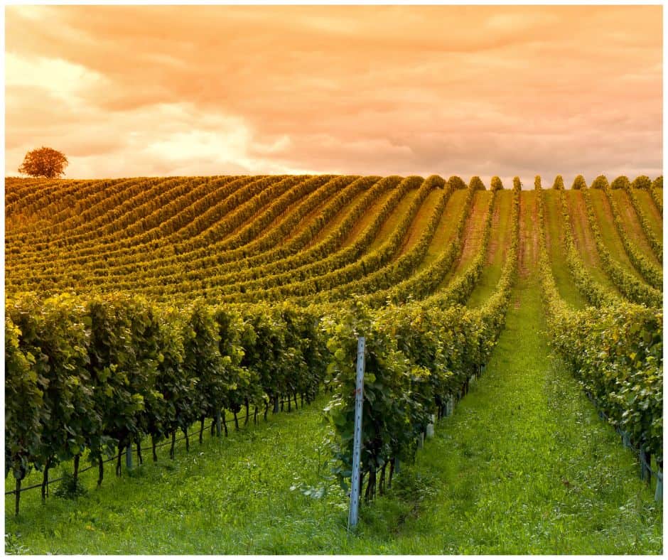 rows of grapes before harvest, the study of viticulture